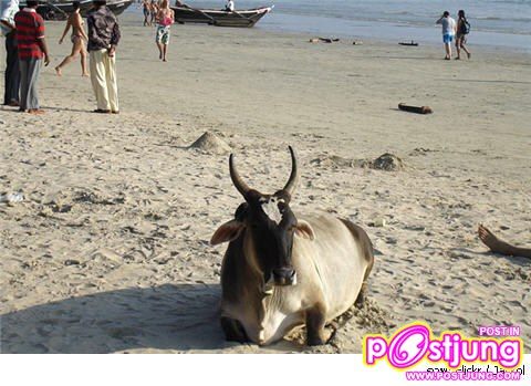 อันดับ 2. ชายหาด "Goa" ประเทศอินเดีย