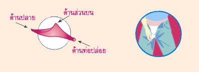 ในที่สุดผู้หญิงอย่างเราก็ยืนฉี่ได้ ชีวี่ Shewee อุปกรณ์ยืนฉี่ สำหรับคุณผู้หญิง มีขายแล้ว