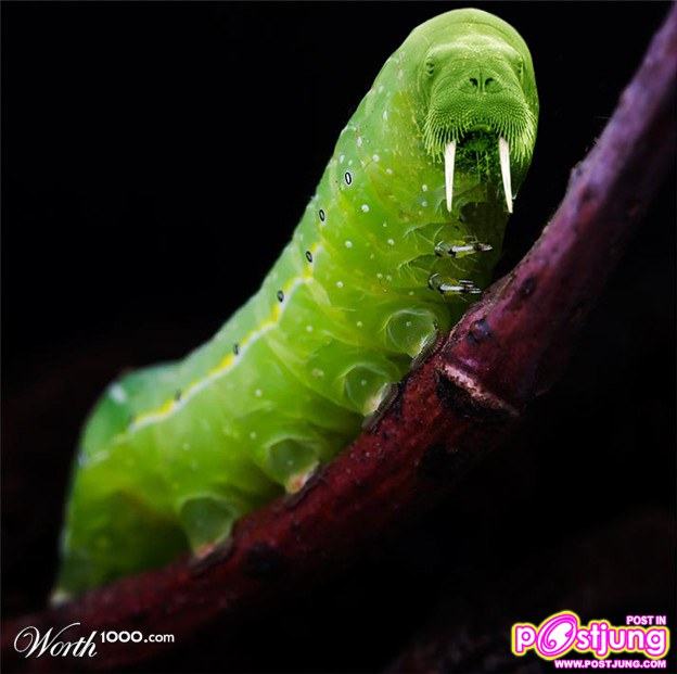 สัตว์โลกในจินตนาการอีกสัก.........100 ปี