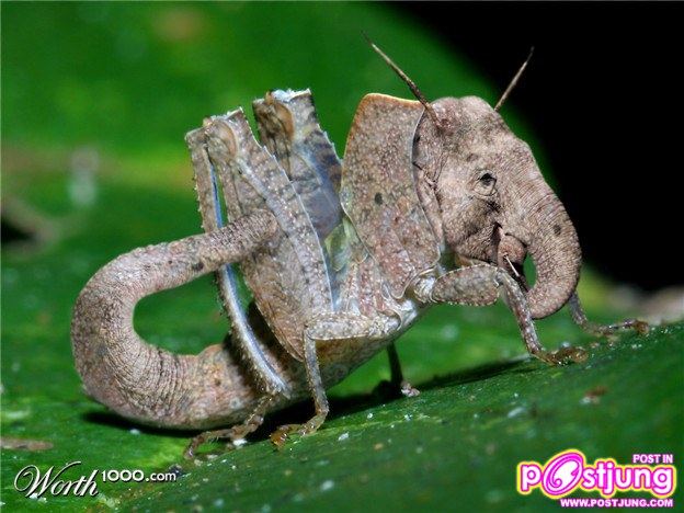 สัตว์โลกในจินตนาการอีกสัก.........100 ปี