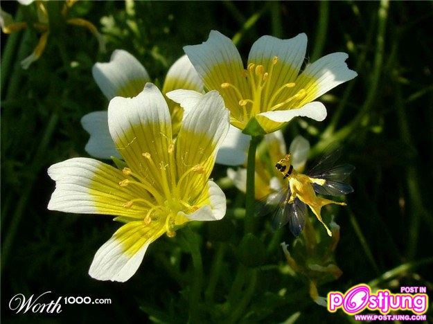 สัตว์โลกในจินตนาการอีกสัก.........100 ปี