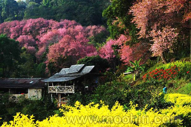 ซากุระบานที่เชียงใหม่ (หลายคนอาจจะเคยเห็นแล้ว)