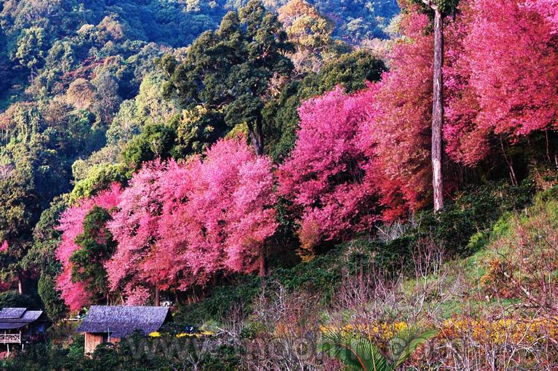 ซากุระบานที่เชียงใหม่ (หลายคนอาจจะเคยเห็นแล้ว)
