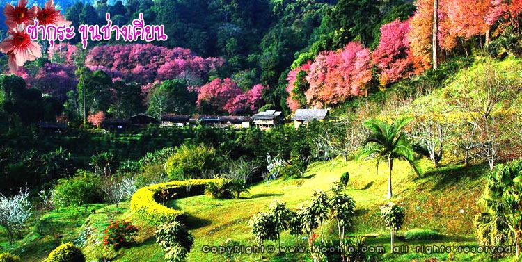 ซากุระบานที่เชียงใหม่ (หลายคนอาจจะเคยเห็นแล้ว)