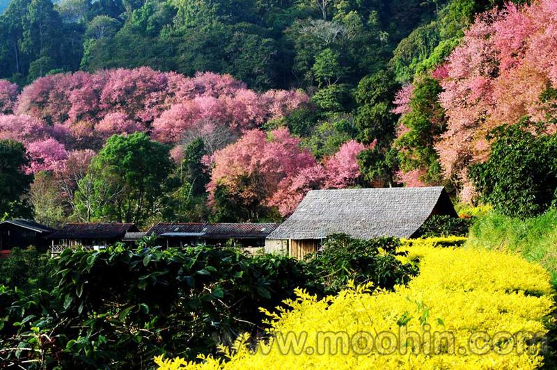 ซากุระบานที่เชียงใหม่ (หลายคนอาจจะเคยเห็นแล้ว)