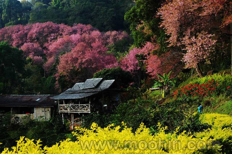 ซากุระบานที่เชียงใหม่ (หลายคนอาจจะเคยเห็นแล้ว)