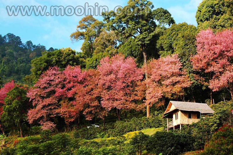 ซากุระบานที่เชียงใหม่ (หลายคนอาจจะเคยเห็นแล้ว)