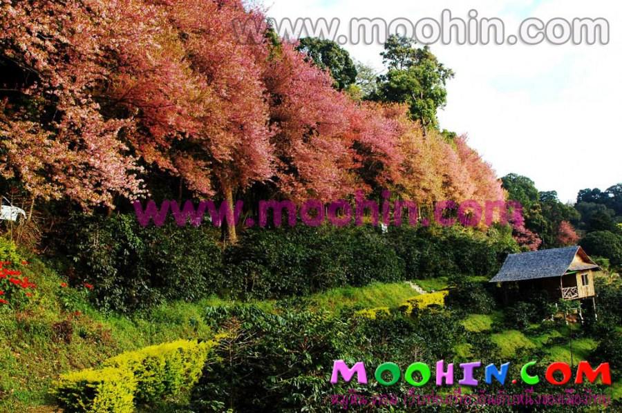 ซากุระบานที่เชียงใหม่ (หลายคนอาจจะเคยเห็นแล้ว)