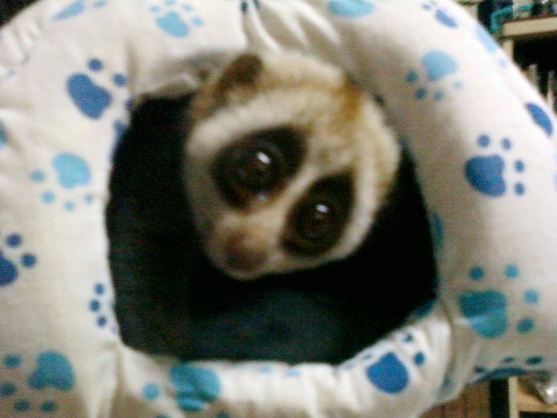 ที่นอนของนู๋ค่ะ( ตอนกลางวัน )