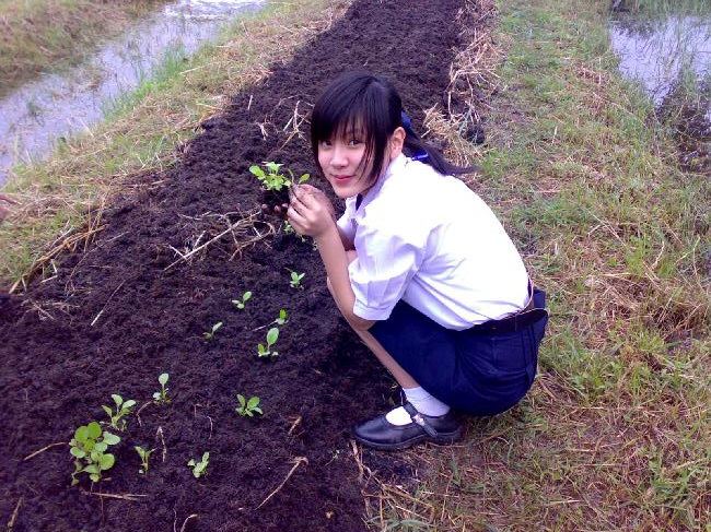 ใบเฟิร์นสุ๊สน่ารั๊ก