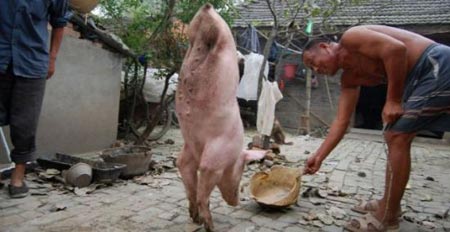 หมูจีนพิการเดินได้ด้วย ขาหน้า