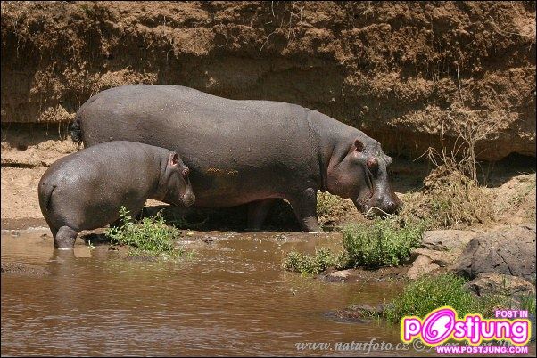 เราไปทัวร์ส่องสัตว์ แอฟริกา กันค่ะ