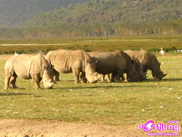 เราไปทัวร์ส่องสัตว์ แอฟริกา กันค่ะ
