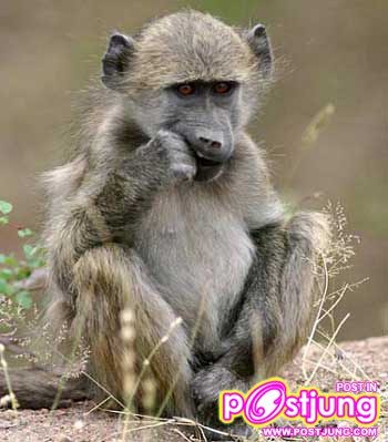 เราไปทัวร์ส่องสัตว์ แอฟริกา กันค่ะ