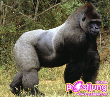 เราไปทัวร์ส่องสัตว์ แอฟริกา กันค่ะ