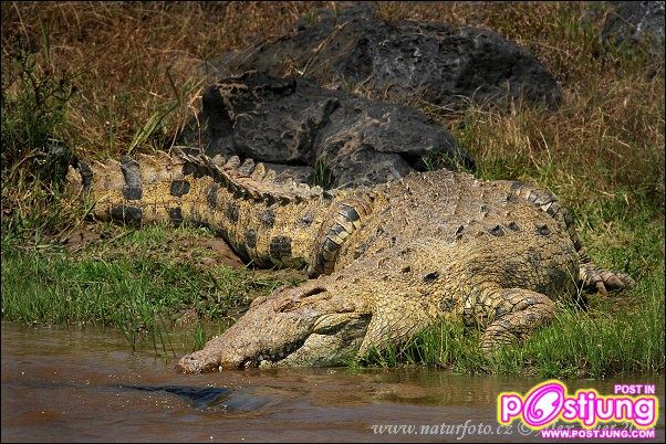 เราไปทัวร์ส่องสัตว์ แอฟริกา กันค่ะ