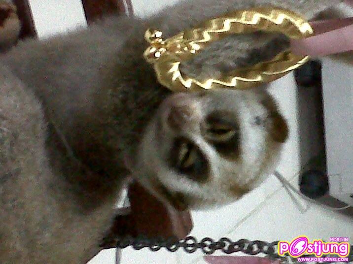 หลับแต่ก็หวงของเล่น