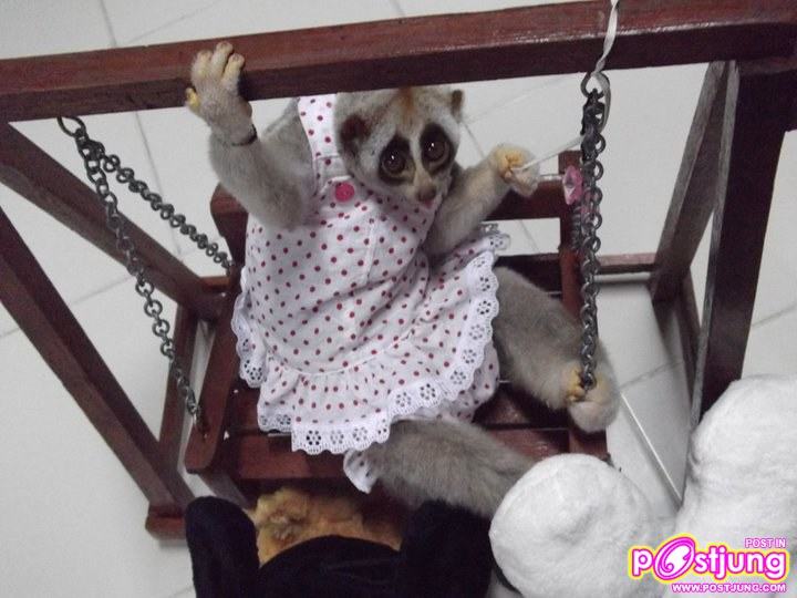 ของเล่นนู๋หมดเลย