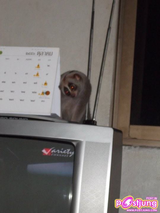 บนทีวีในห้องม๋าม๋าคร้า