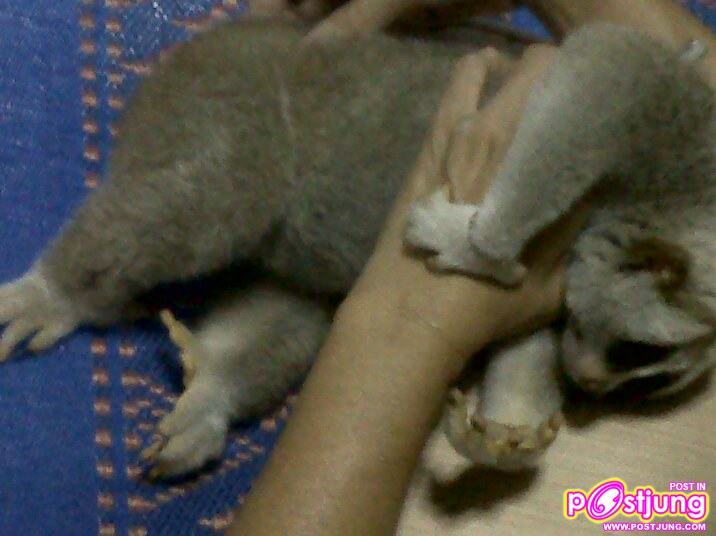 กอดมือม๋าม๋า