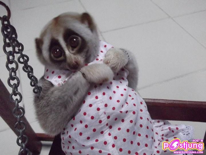ชุดตัวเก่ง