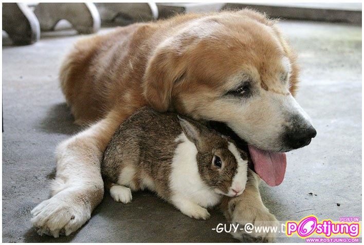 ดูน้องหมารักกระต่ายมากเลยอ่ะเลี่ยงยังไงเนี่ยย