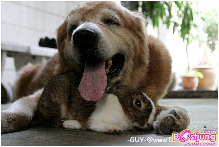 ขจรศักดิ์ กระต่ายตัวนี้น่ารักมากมาย