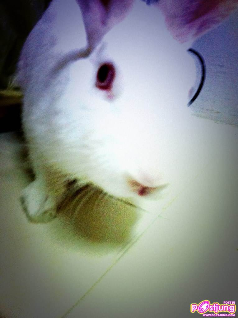 อริส