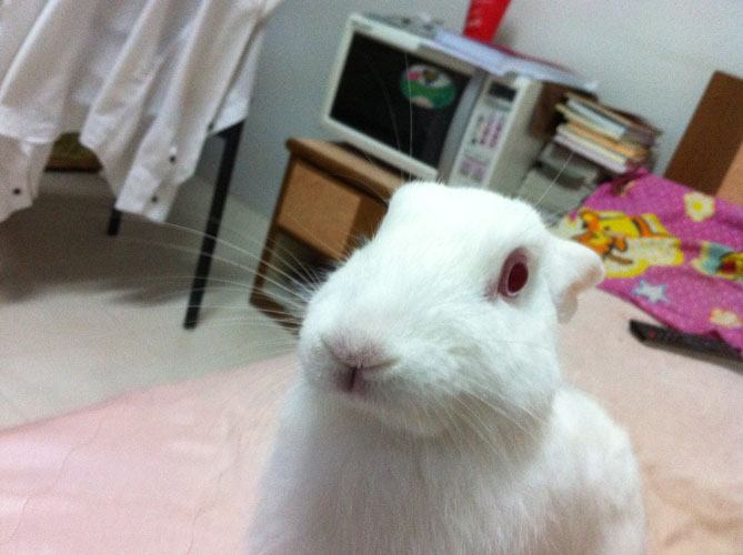อริส