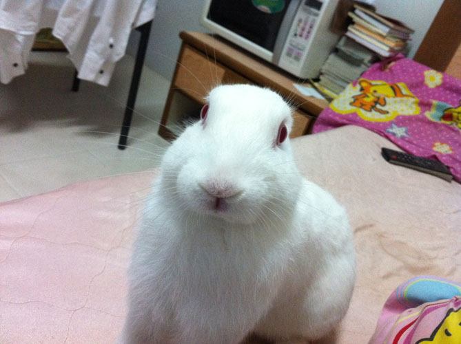 อริส