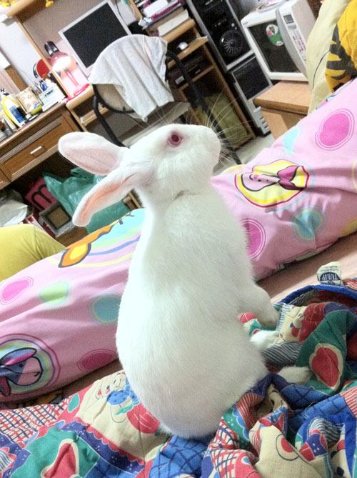 อริส