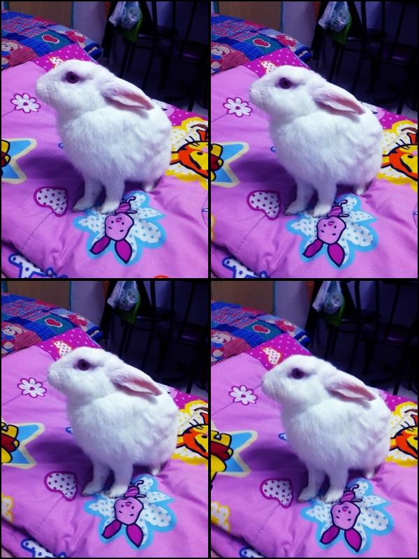 อริส