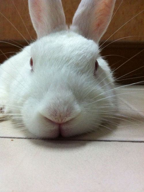 อริส