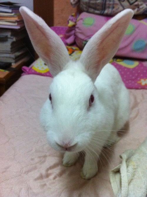 อริส