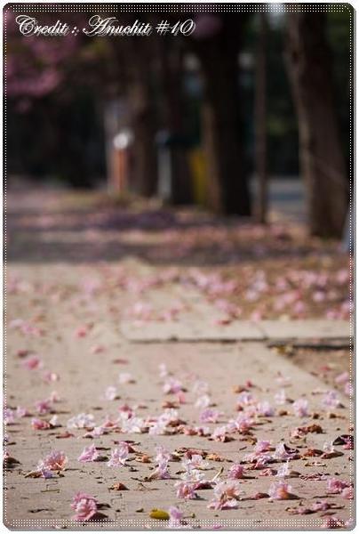 ม.บูรพา   มหาวิทยาลัยแสนสวยของประเทศไทย