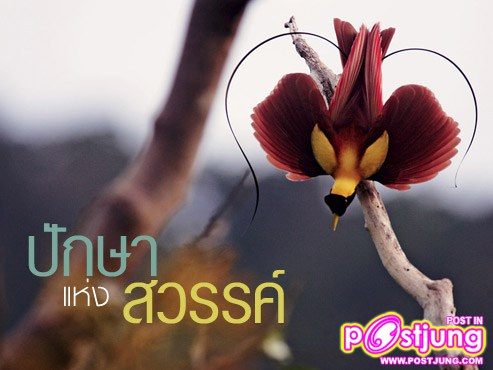 เคยเห็นมั้ย นกปักษาสวรรค์