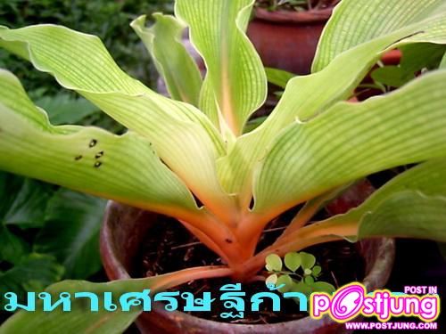 ต้นไม้สวยๆแต่งบ้าน