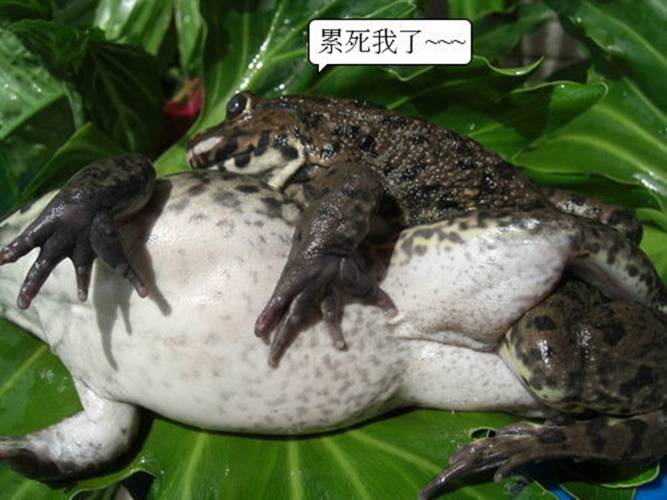 ภาพฉาว (กบ) ที่แม่บรู๊ครับไม่ได้&rlm;