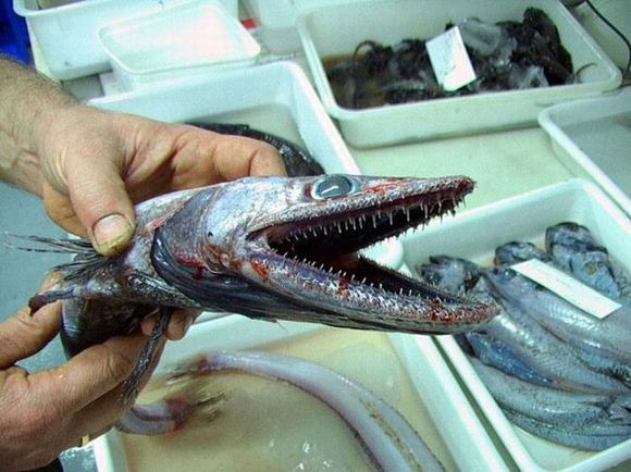 Sea Creatures