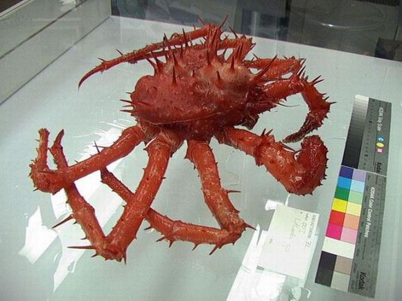 Sea Creatures