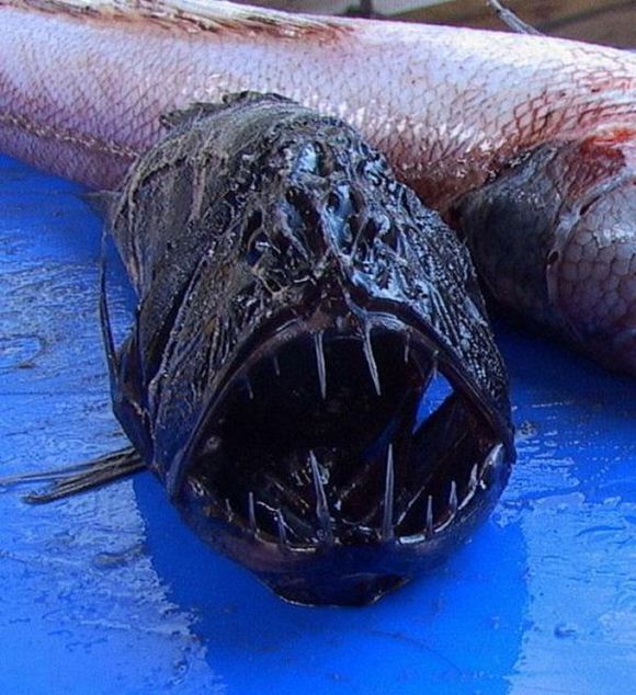 Sea Creatures