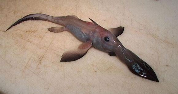 Sea Creatures