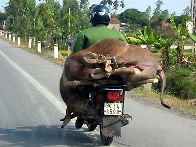 โ อ้ ...โ ห.....จ ะ บ้ า ต า ย (Only in Vietnam )