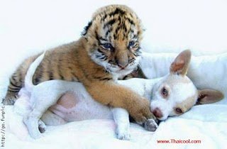 มิตรภาพของสัตว์ต่างสายพันธุ์