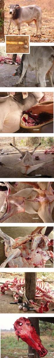 เพื่อนของเราในวัฎสงสาร