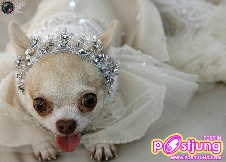 น้องหมาน่ารัก