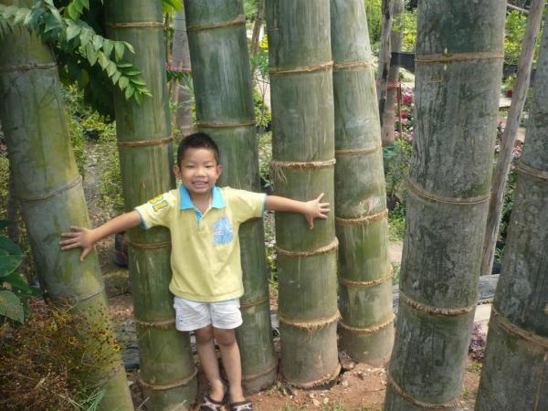 หน่อไม้ ยักษ์