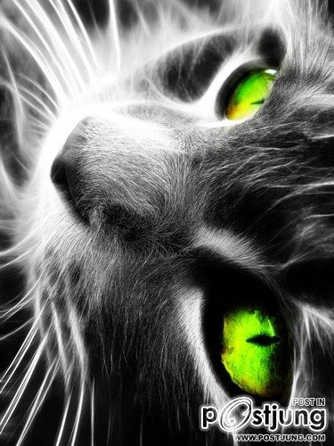 wallpaper iphone