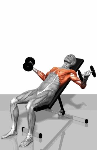 Strength training - Dynamic 3D illustrations
