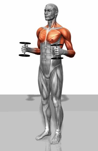 Strength training - Dynamic 3D illustrations